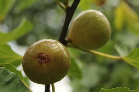 無花果樹英文|fig 在英語